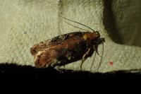Agonopterix liturosa