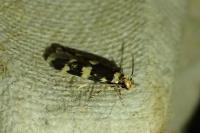Oegoconia deauratella