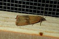 Celypha striana