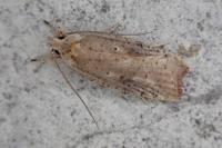 Agonopterix nervosa