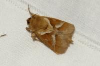 Triodia sylvina