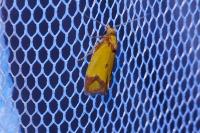 Agapeta zoegana