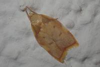 Carcina quercana
