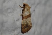 Phalonidia contractana