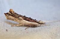 Ypsolopha scabrella