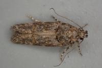 Teleiopsis diffinis