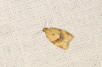 Clepsis consimilana