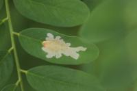 Parectopa robiniella