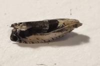 Epinotia ramella