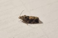 Eudemis profundana