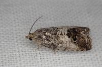 Cydia splendana