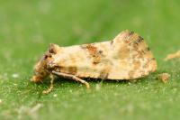 Neocochylis molliculana