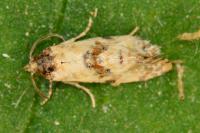 Neocochylis molliculana