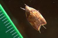 Carcina quercana