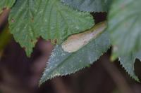 Coptotriche angusticollella