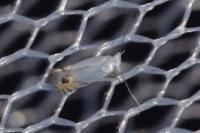 Leucoptera