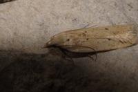Agonopterix
