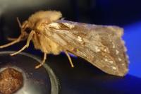 Korscheltellus fusconebulosus