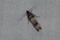 Notocelia incarnatana