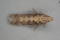 Scrobipalpa ocellatella