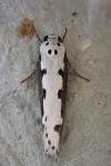 Ethmia bipunctella