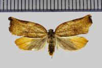 Archips podana