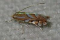 Phyllonorycter distentella