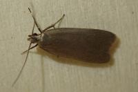 Acompsia cinerella