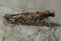 Acrocercops brongniardella