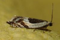 Ancylis badiana