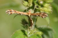 Oxyptilus