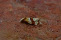 Phalonidia albipalpana