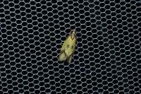 Agapeta zoegana