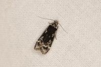 Anacampsis
