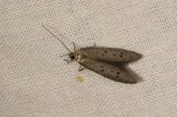 Hypatopa binotella