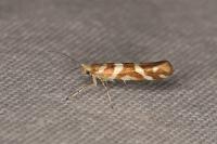 Argyresthia goedartella