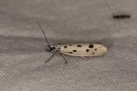 Ethmia dodecea