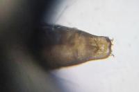 Phyllonorycter salictella
