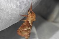 Triodia sylvina