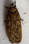 Depressaria