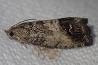 Cydia splendana