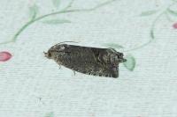 Cydia splendana