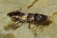 Phyllonorycter klemannella