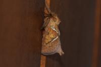 Triodia sylvina