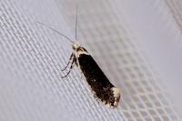 Ypsolopha vittella