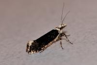 Ypsolopha vittella