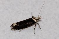 Ypsolopha vittella