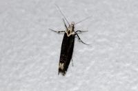 Ypsolopha vittella