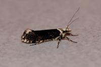 Ypsolopha vittella