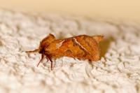 Triodia sylvina